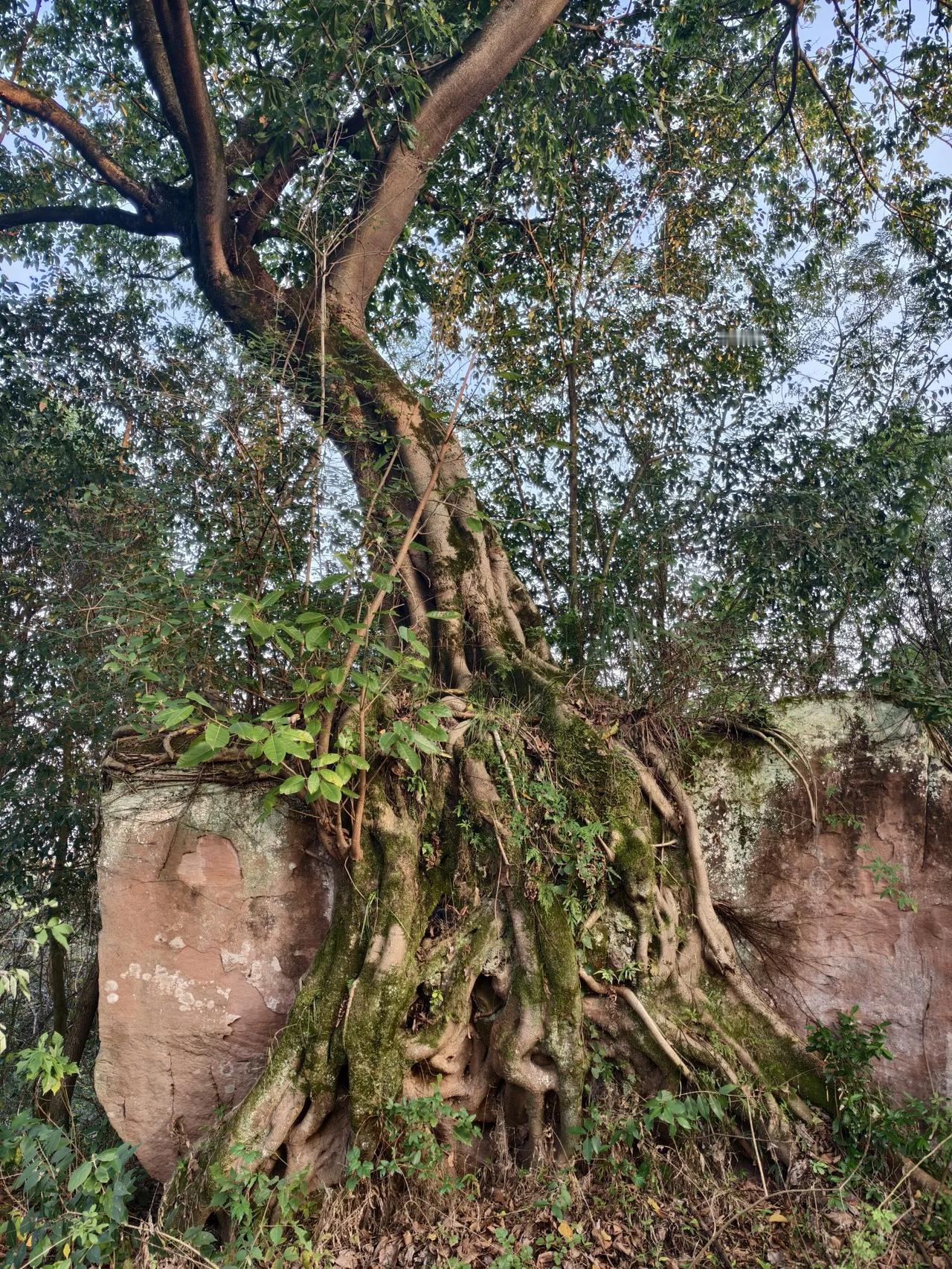 石树同体
       ——南木子
九龟山上有景观，
石树同体好自然。
彼此拥抱