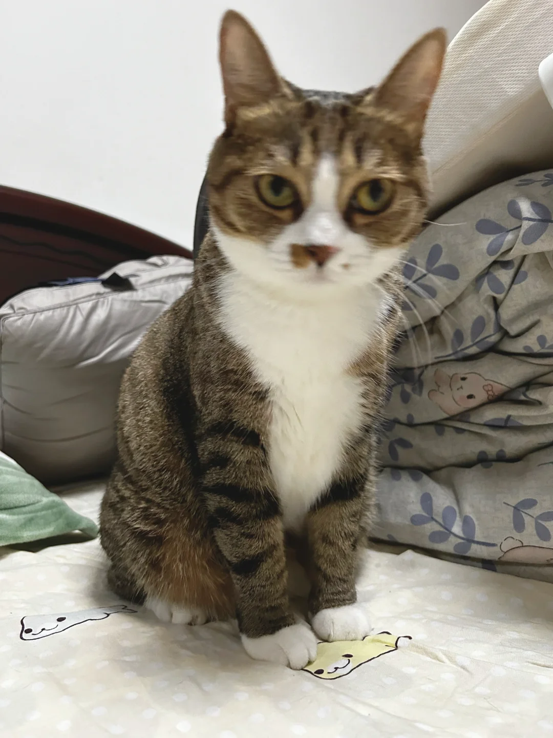 一辆猫猫祟祟的小咪
