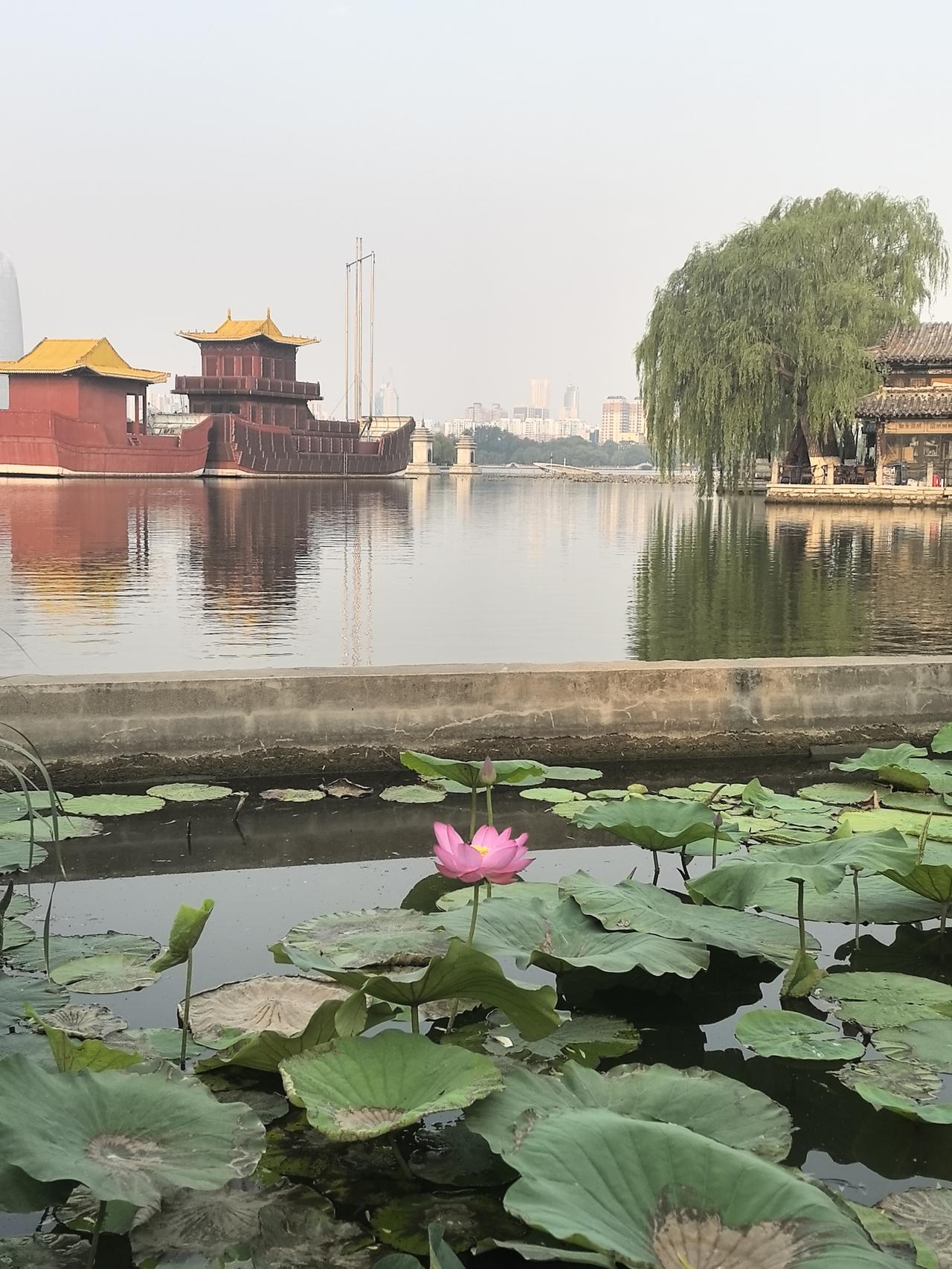 明湖荷开
2025年夏天
济南大明湖荷花开了