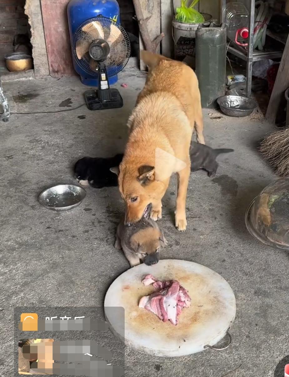 狗妈妈教育孩子打了100分，你能打多少分？说说看。
      一个女人做了妈妈