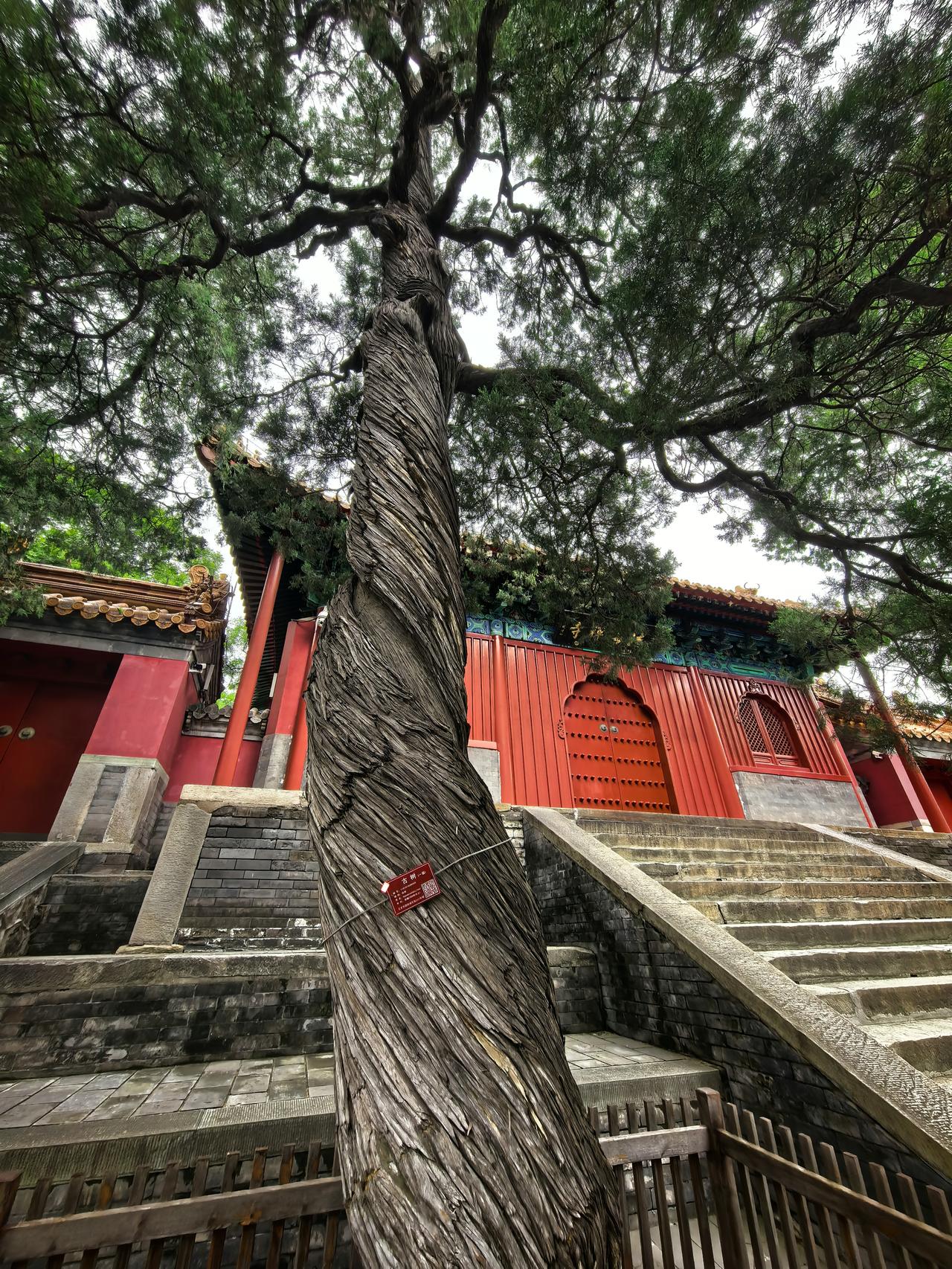 北京法海寺“拧丝柏”

法海寺大雄宝殿右前方有一棵树龄在300年以上的柏树，这棵
