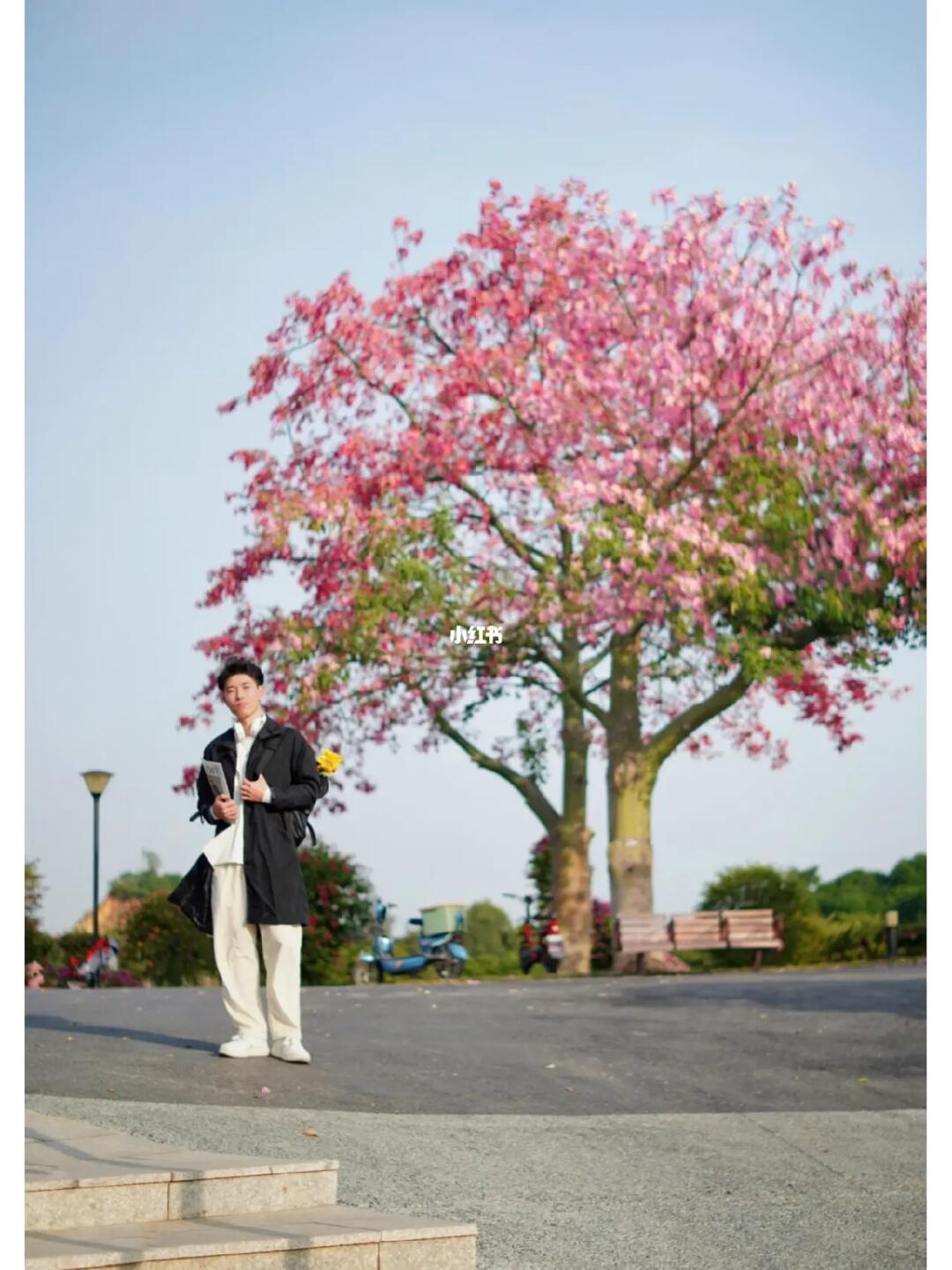 快看！东莞的异木棉给秋天上色啦🌸