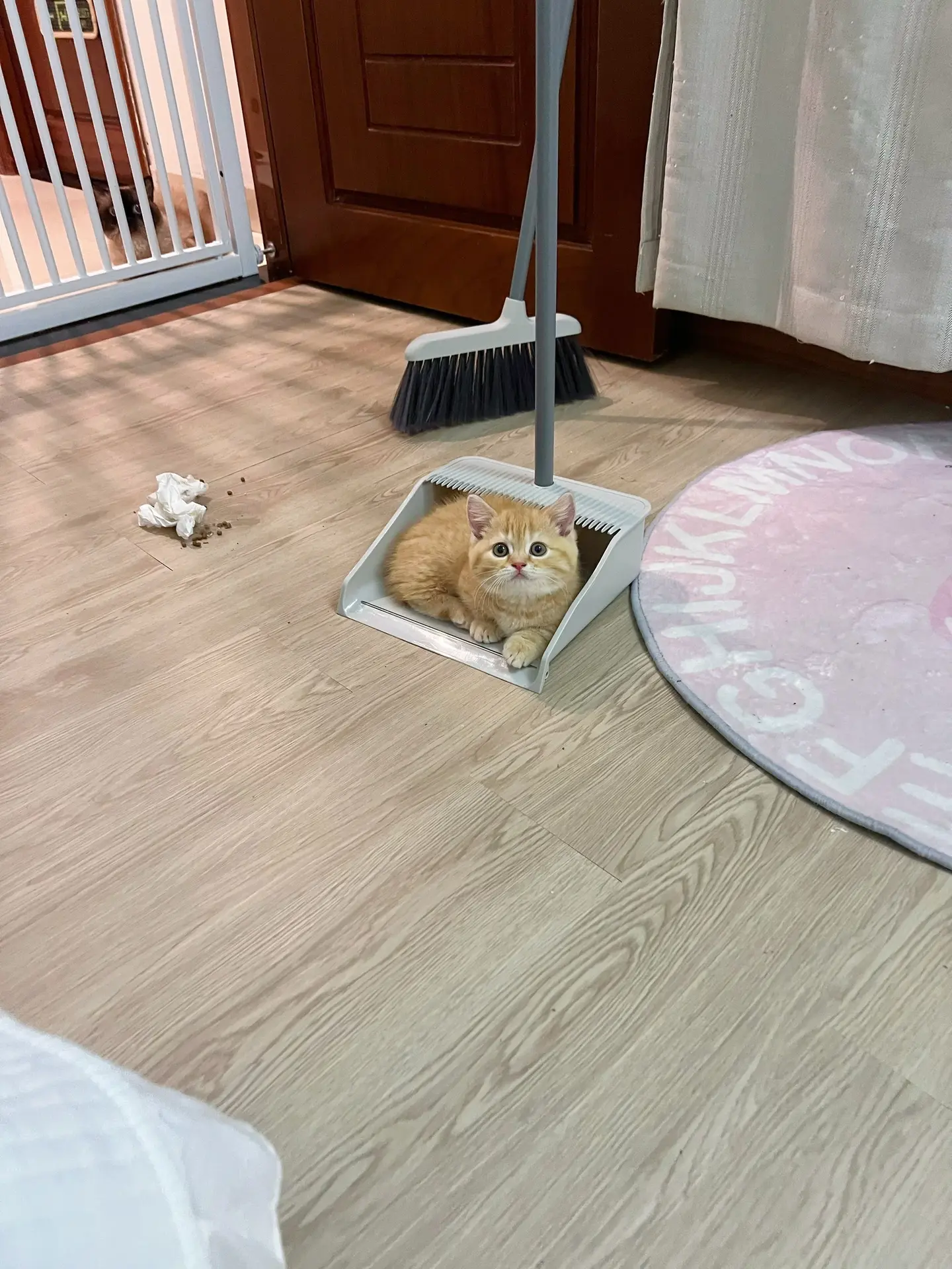 不听话的小猫是要被扫地出门的！小猫治愈世界