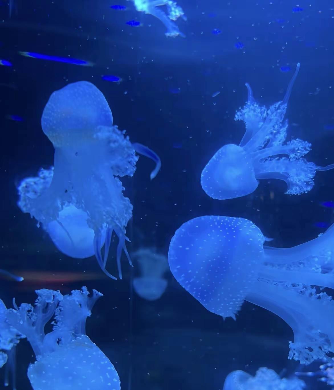 广州海洋世界 广州海洋世界 动物园萌宠 周末去哪儿 亲子游玩好去处
