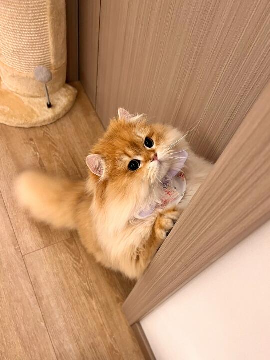 疑似小松鼠跳高🐿️