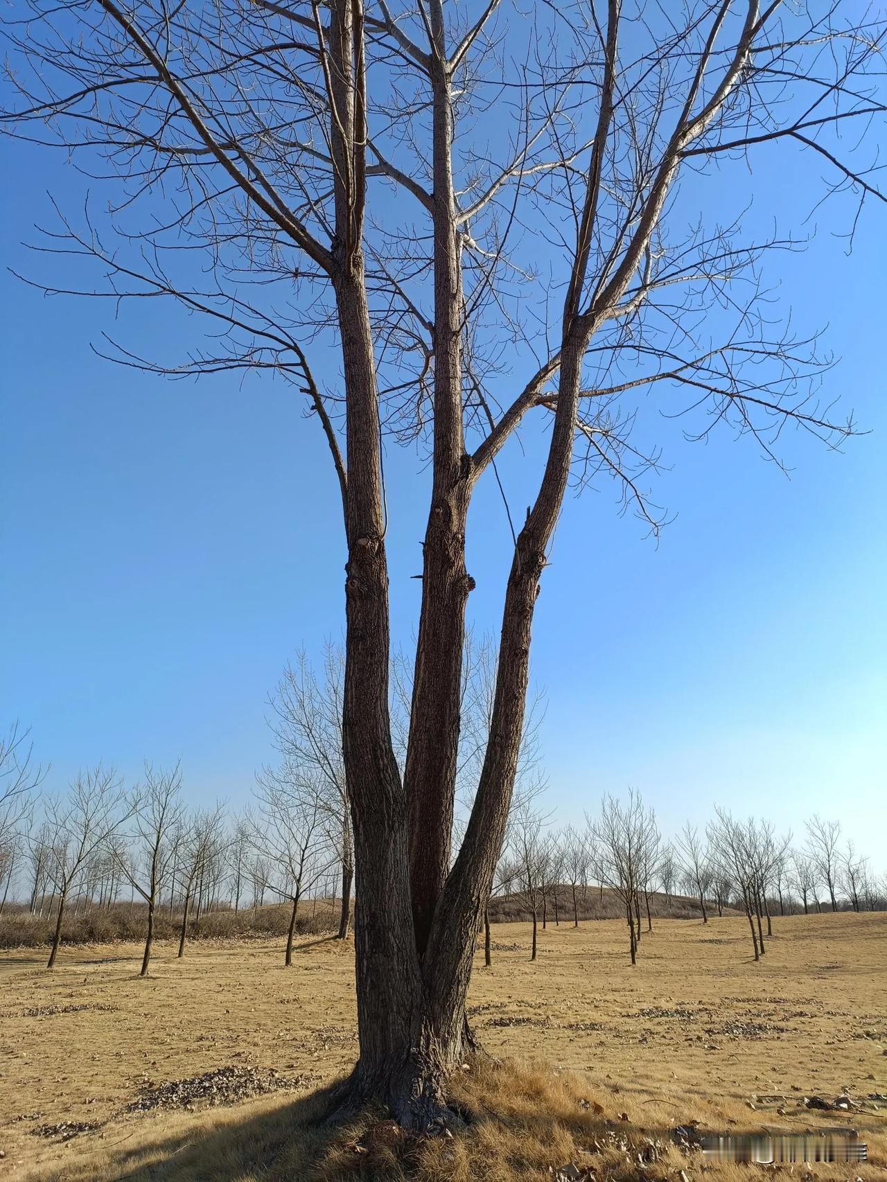 又有好多天没有发图文了。今天翻看相册里的海量照片，找几张同时同地的发出来。
  