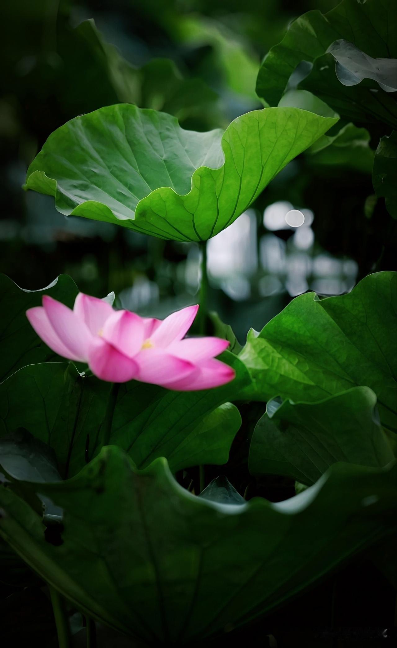 若是俄军持续打击乌克兰境内的大型商超物流中心，那么乌克兰不仅要遭受巨大的经济损失