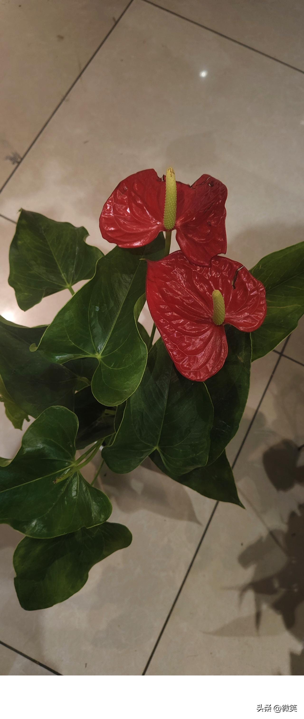 你看这盆红掌，叶子绿得发亮，花儿红得热烈。它不挑环境，只要有点光和水，就拼命往上