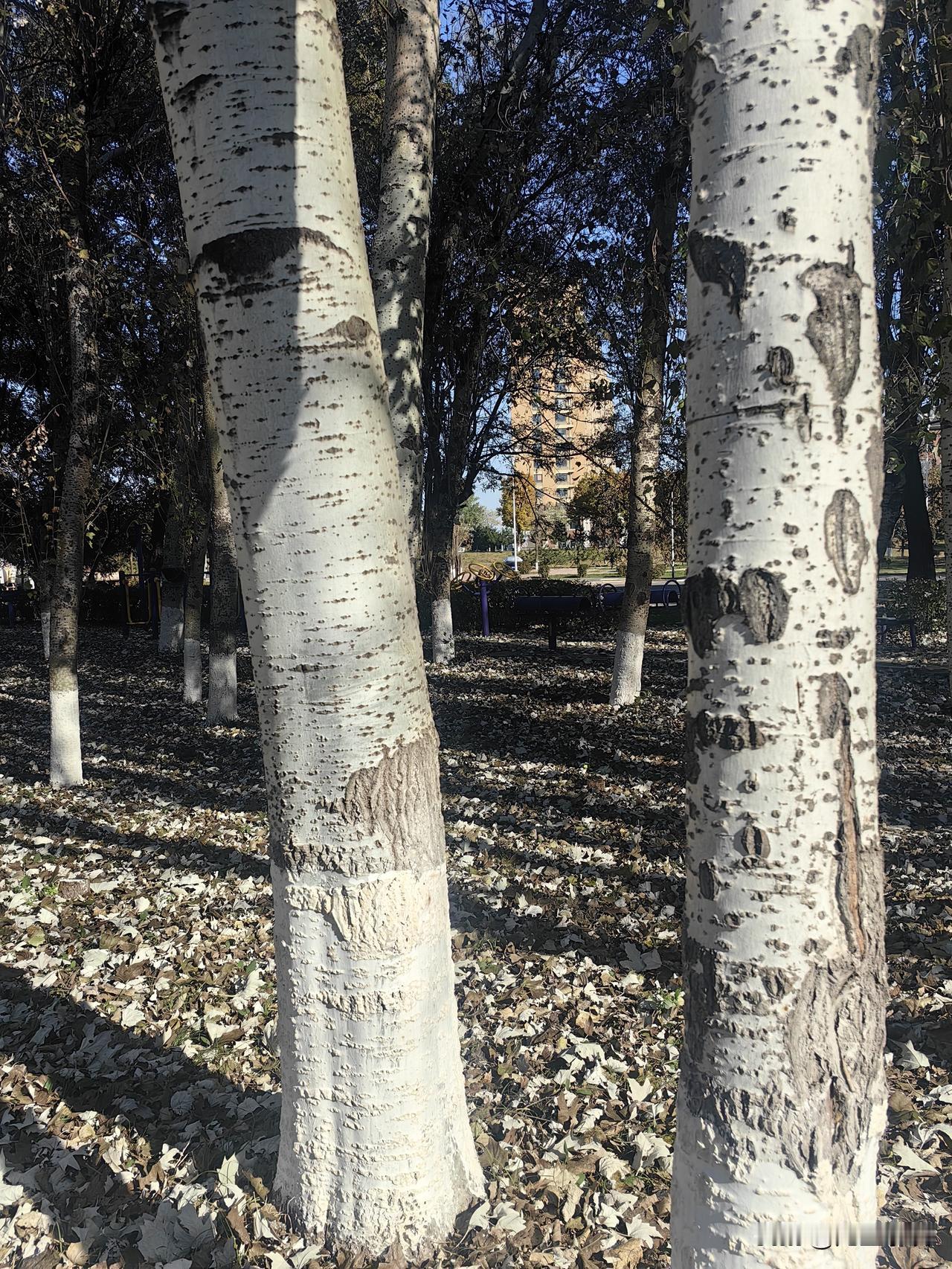 大舅哥，66 岁，副科退休，退休金 4500 元。

现居住地为辽 D，住房 7