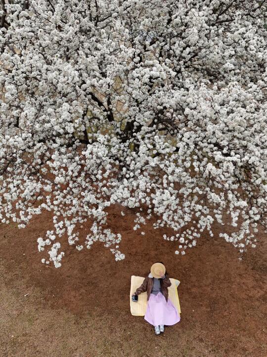 3.12别挤青山公园了❗️这里梨花更好拍❗️包