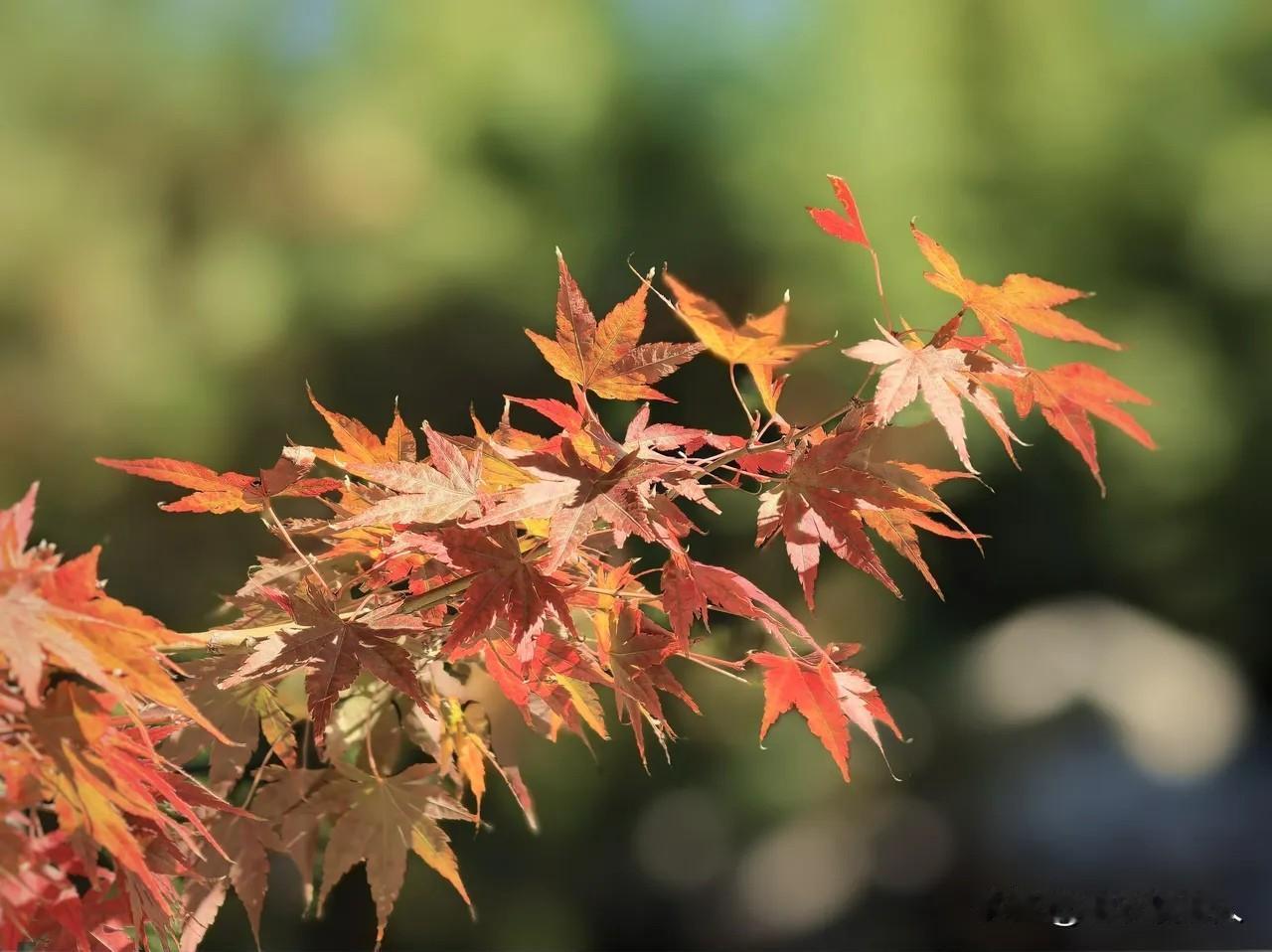 人到老年了，什么最珍贵？
我个人认为，人到老年了，最珍贵的东西有4种，老人必须要