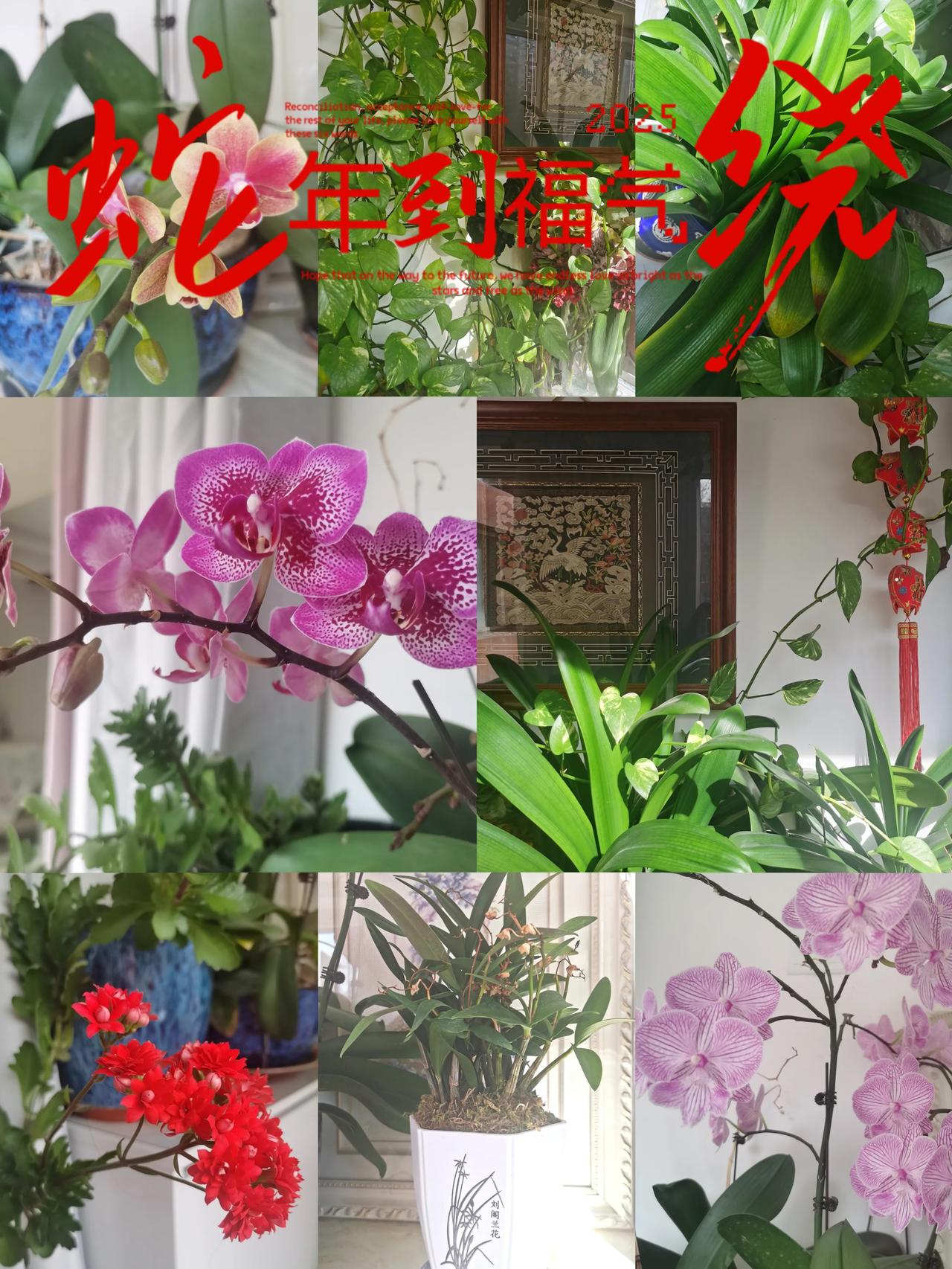 分享随手拍的花的照片
