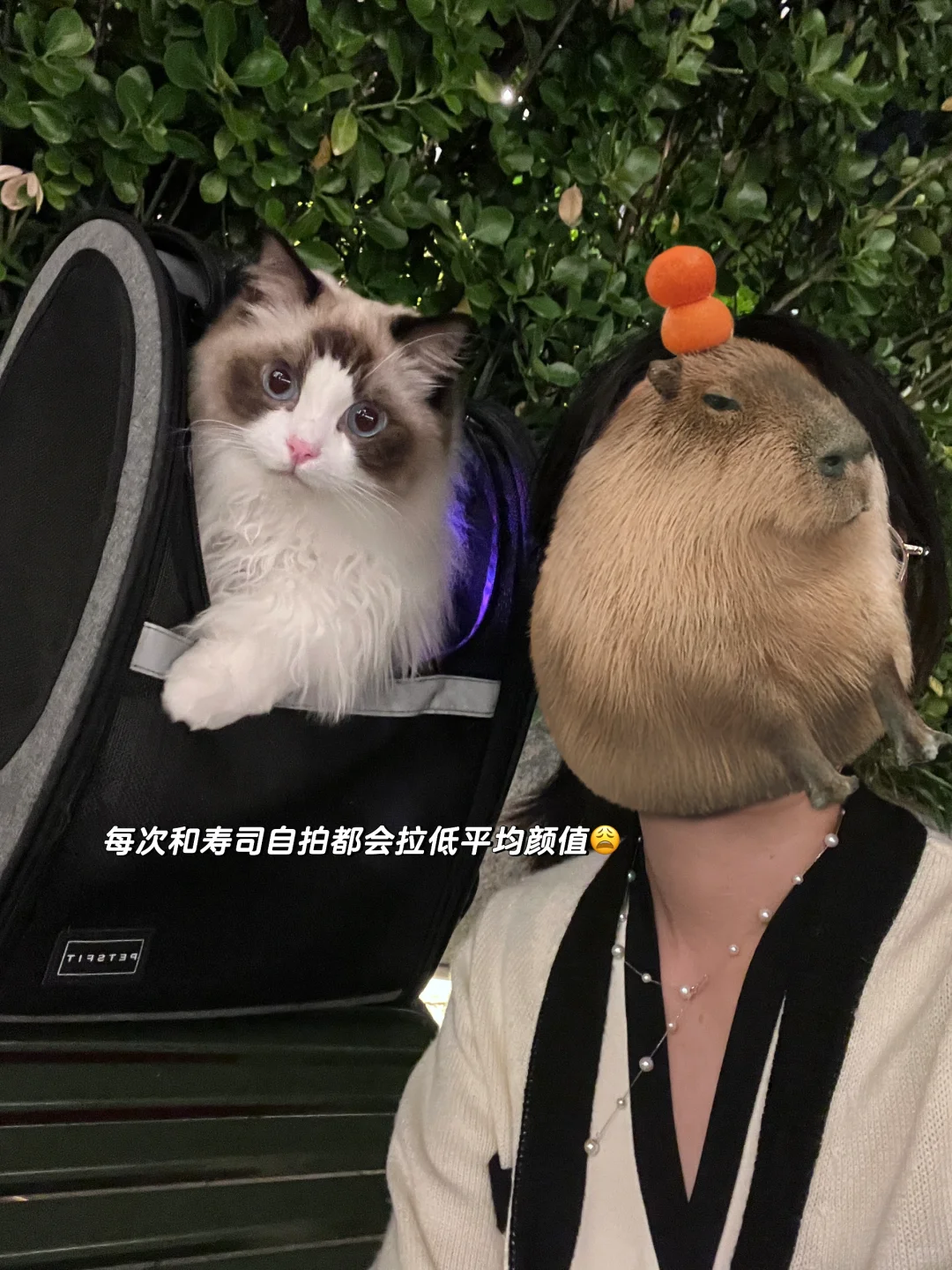 养猫plog｜每个瞬间我都好爱！