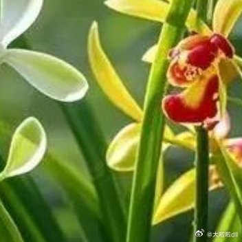 （*＾-＾*）愿属于你的那片花海永远陪伴着你 