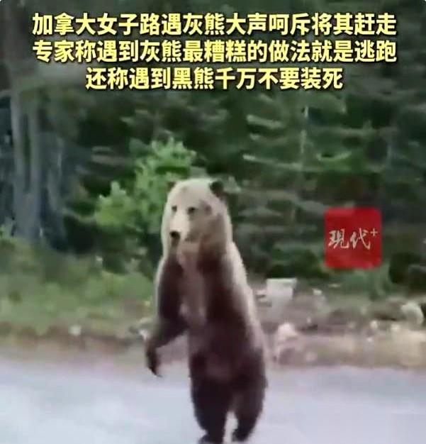 加拿大一条乡间小路上，一头300多公斤的灰熊突然从林子里窜了出来。
它的目标很明