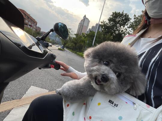 坐车的小狗狗