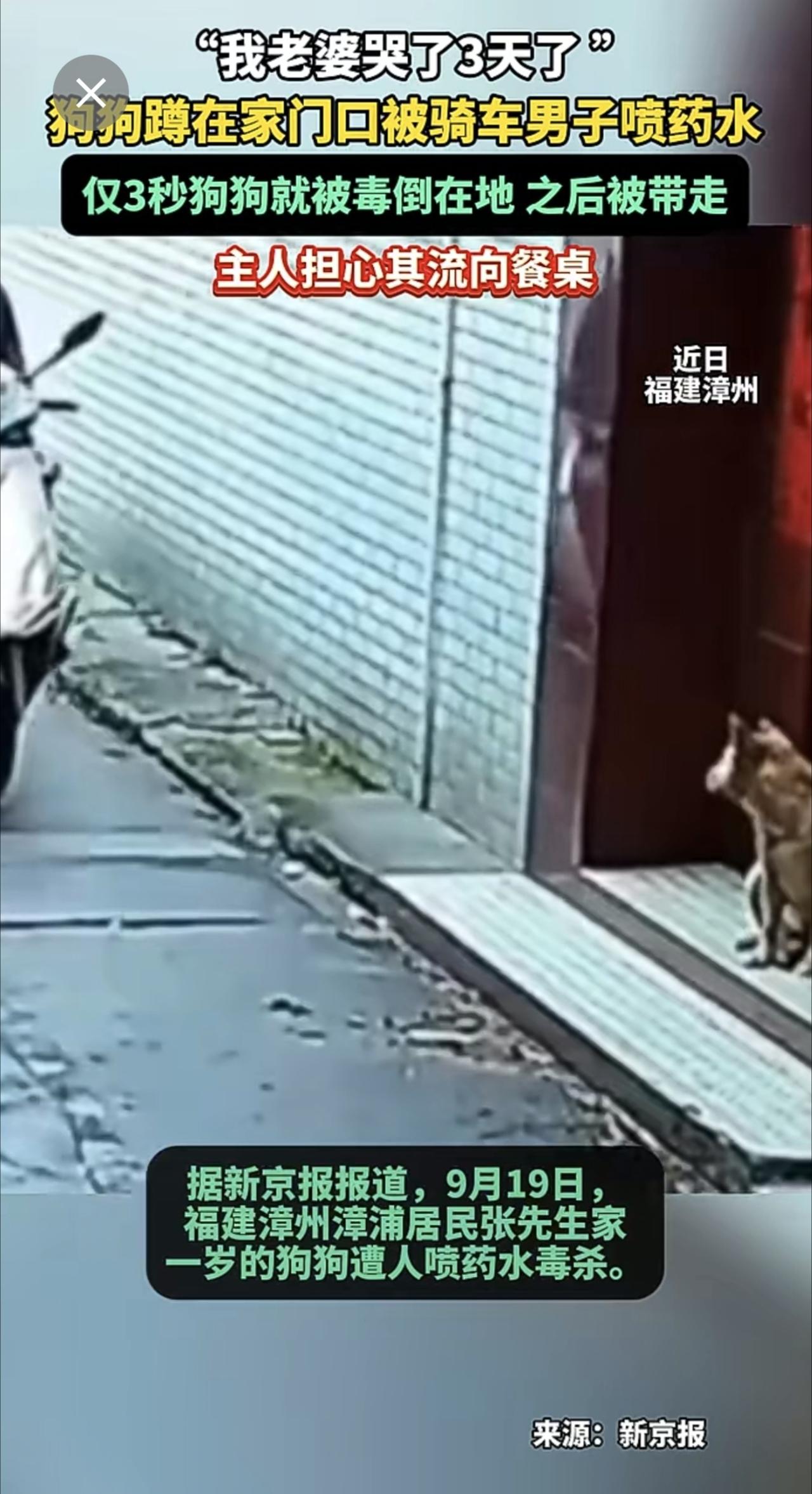“我老婆哭了3天了 。”狗狗蹲在家门口被骑车男子喷药水，仅3秒狗狗就被毒倒在地 