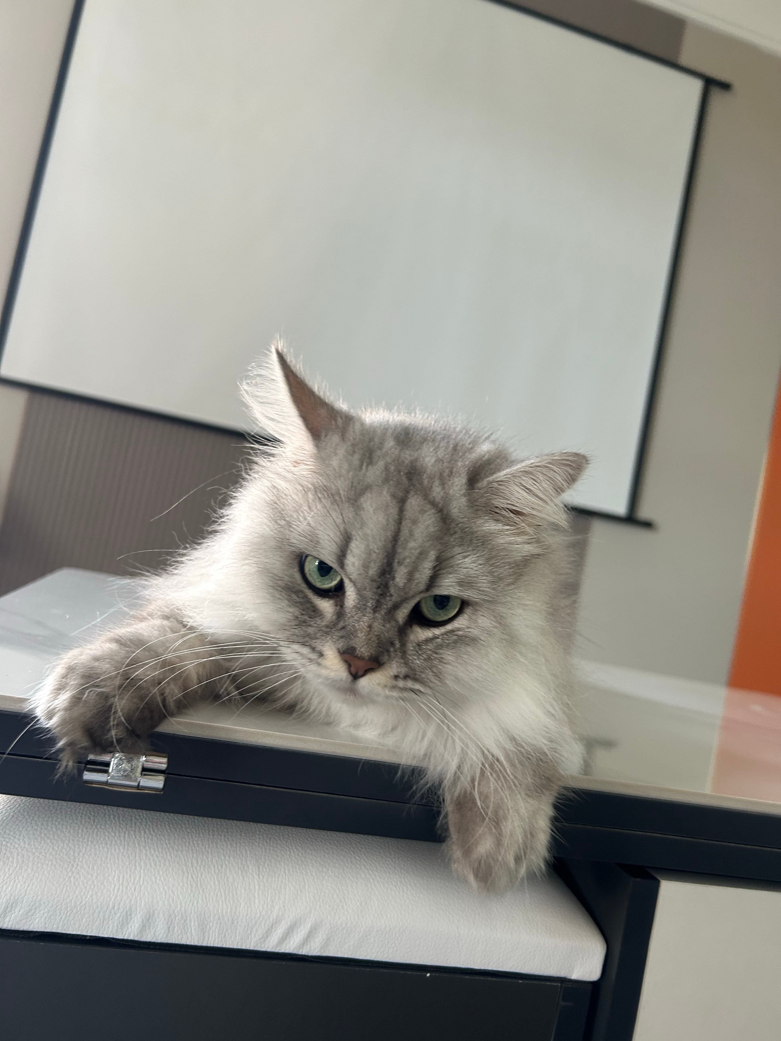 再也不狂吃牛板筋了，昨晚牙疼了一晚，小时候做过牙齿矫正所以比较松，今天从上午9点