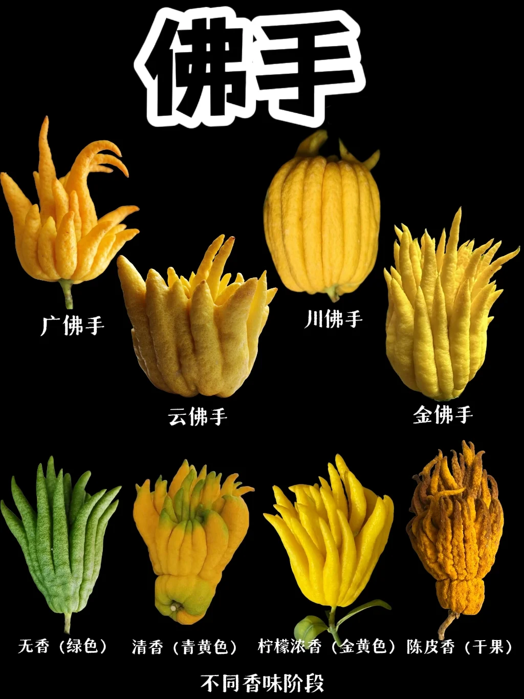 【佛手柑】天然的植物香料，寓意“福寿”