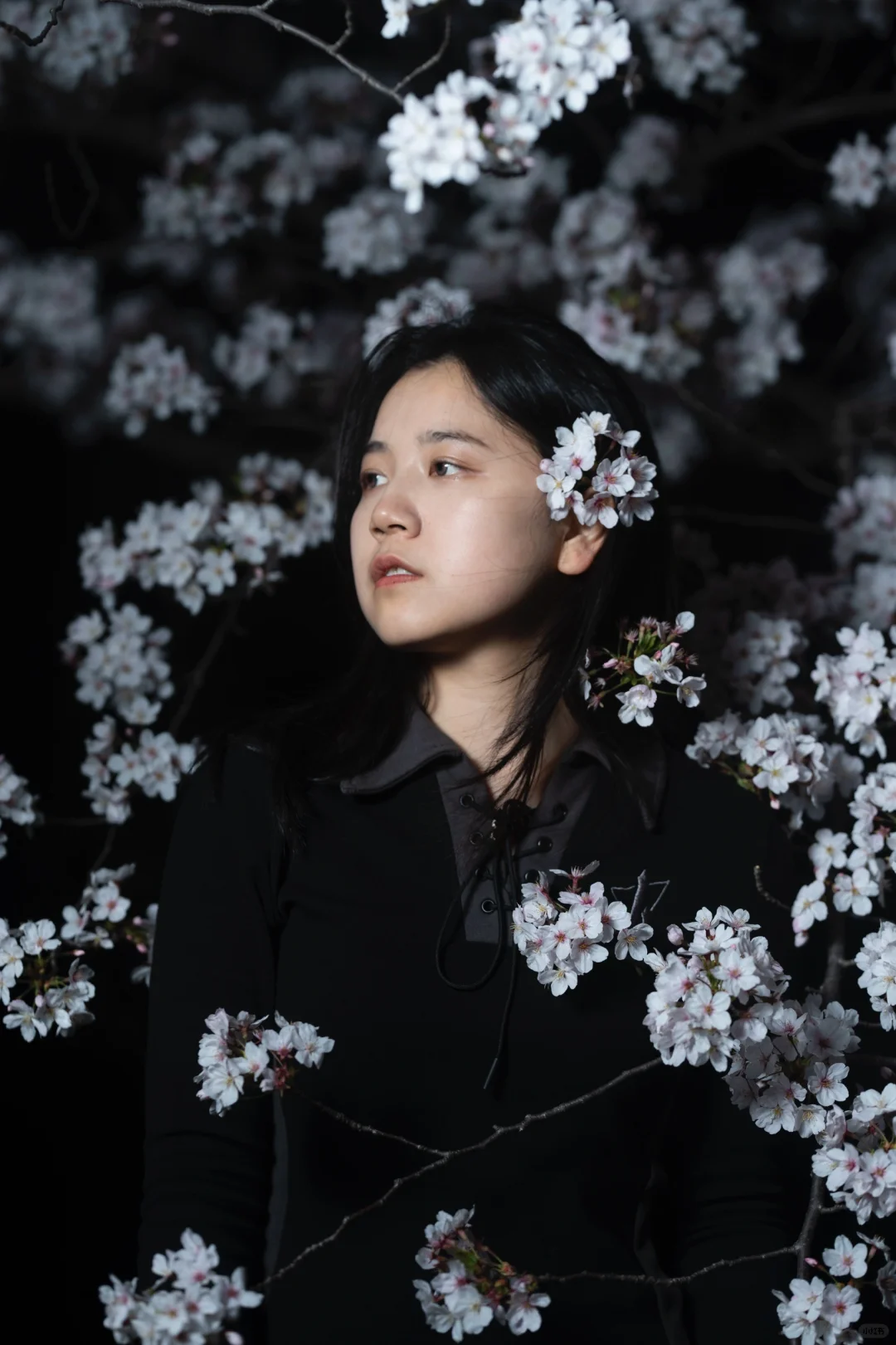 🌸夜樱｜在春天途径一场盛大的绽放