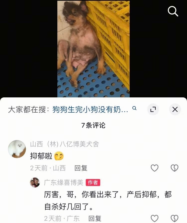 繁殖犬 抑郁千万不要觉得做宠物生意的就是爱宠的！尤其是搞繁育的，宠物在他们手里就