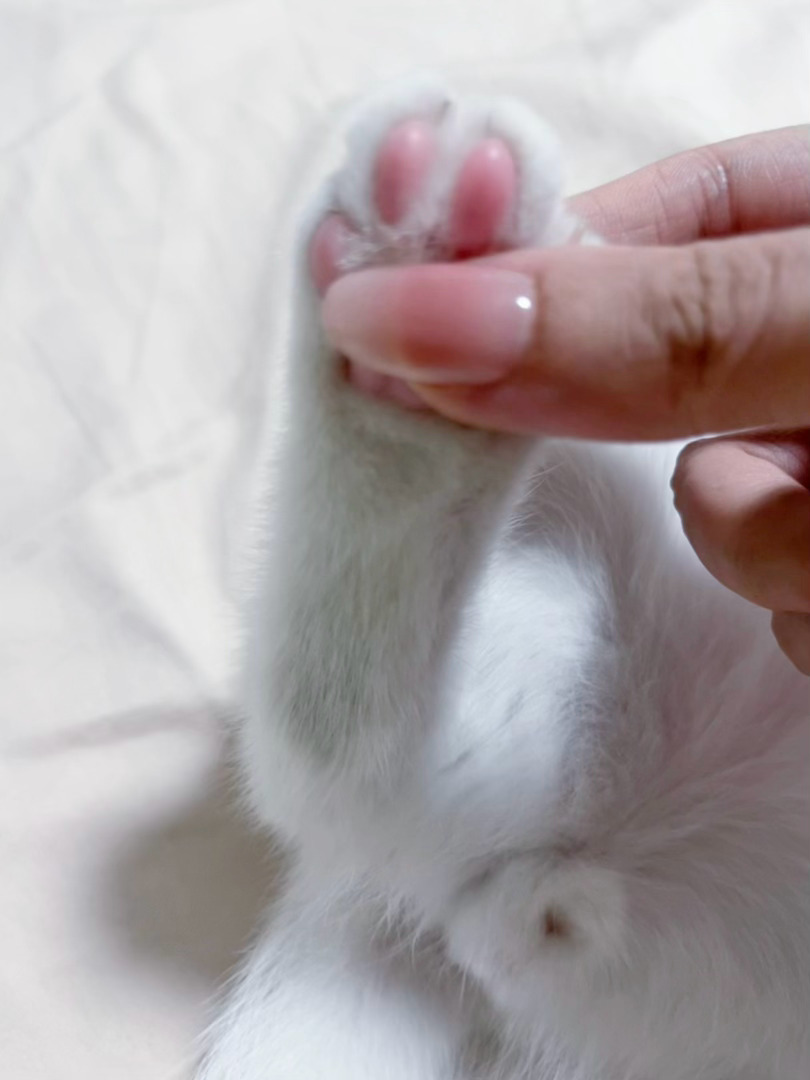 🐾太好玩了 