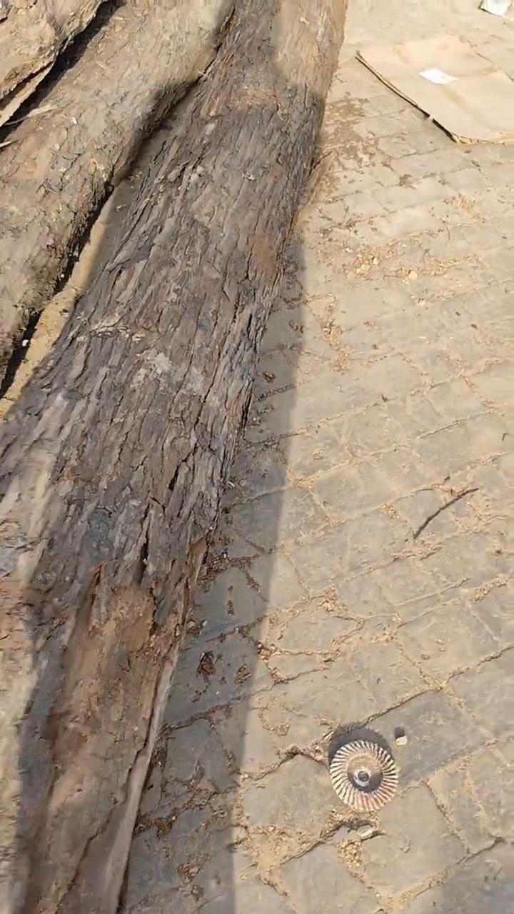 真好，锯的可惜。看这小年轮，还有这根，这根年轮稍微的粗点，但是这根比那根更粗，可