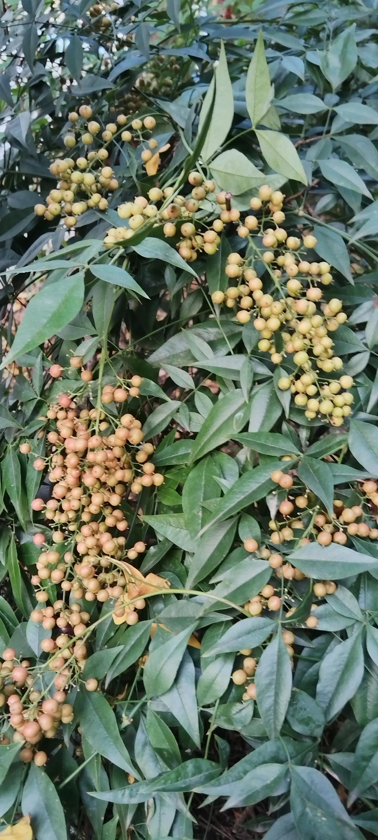 #随手拍的绿植#
天竺的种子还没红。