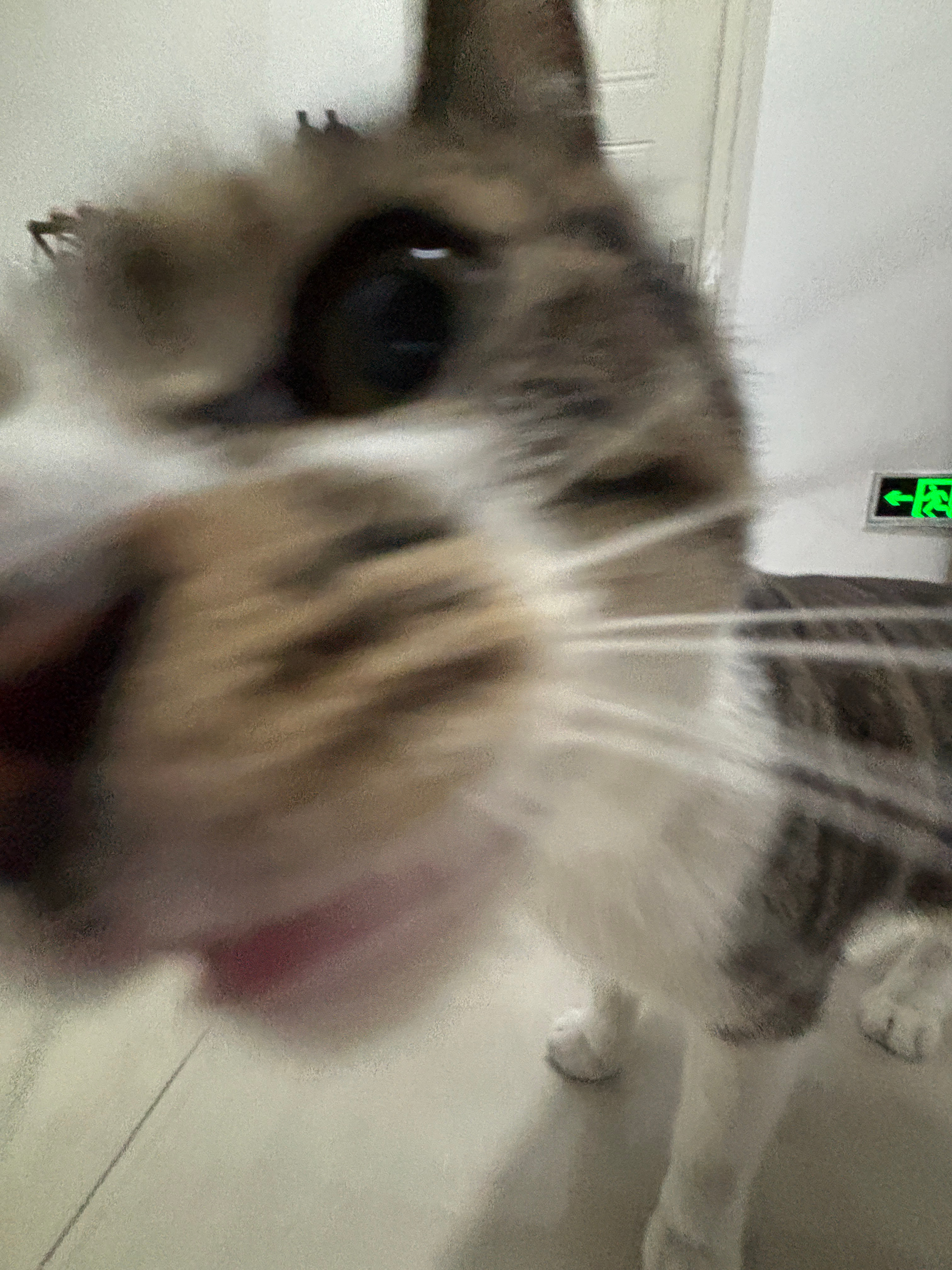 参见咪咪大王 ​​​