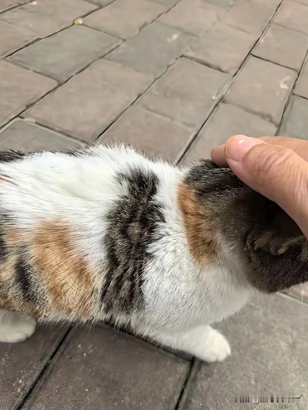 饭店开业遇“神秘客”！30万新店靠只猫迎好运
 
老板刚投30万盘下的饭店开门，