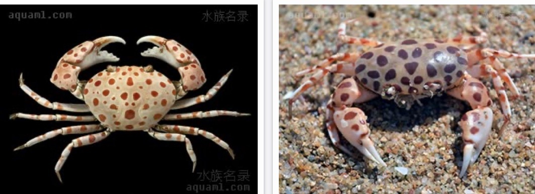 女子买海鲜混入剧毒红斑斗蟹差点误食实际上，红斑斗蟹、正直爱洁蟹、蓝环章鱼（豹纹蛸