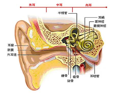 了解我的耳朵结构。
做听力研究。