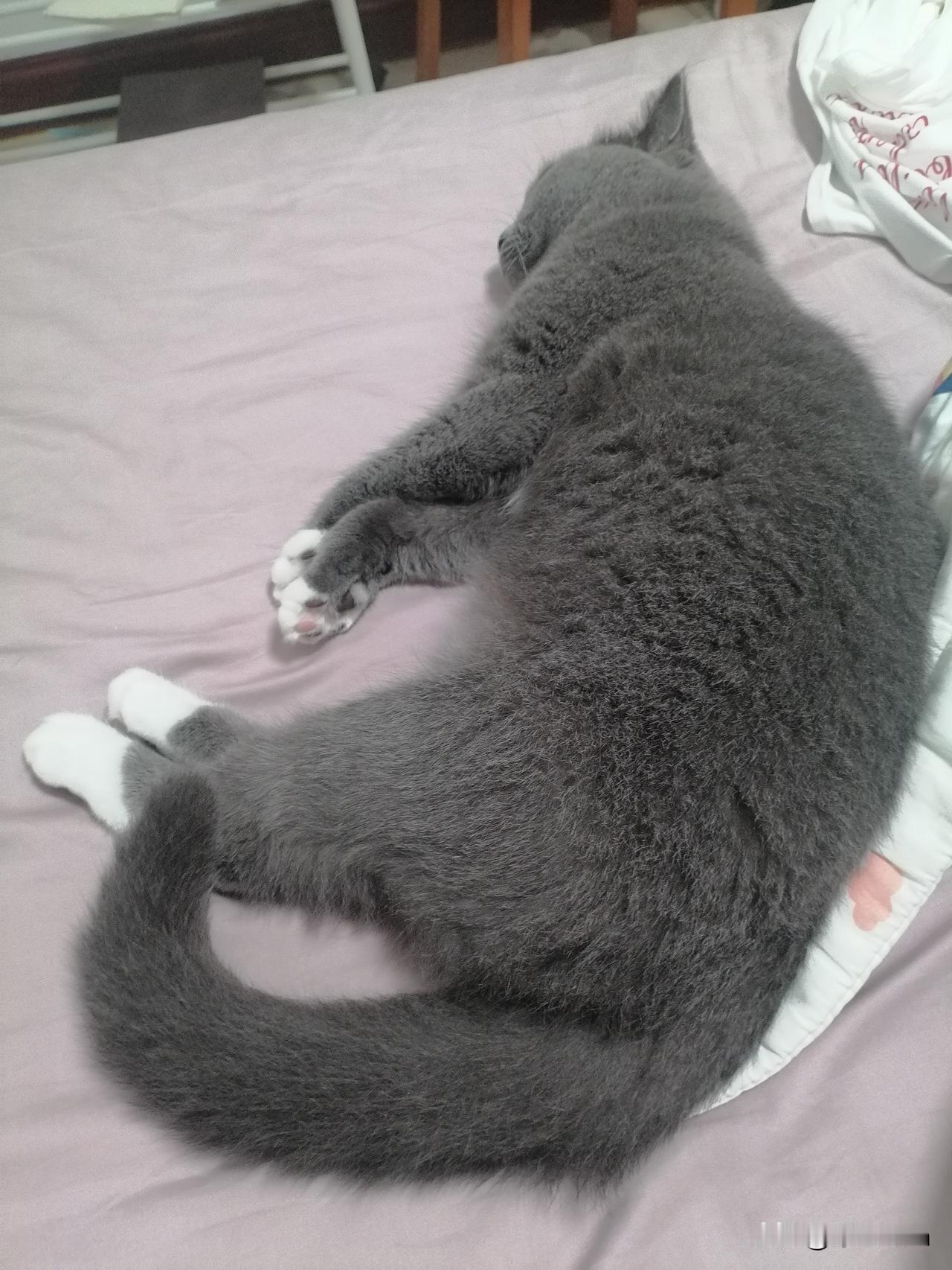 蚊帐撤掉了，猫咪上床更方便了。昨晚给它开门上厕所，又给它开门进来，把我11点半的