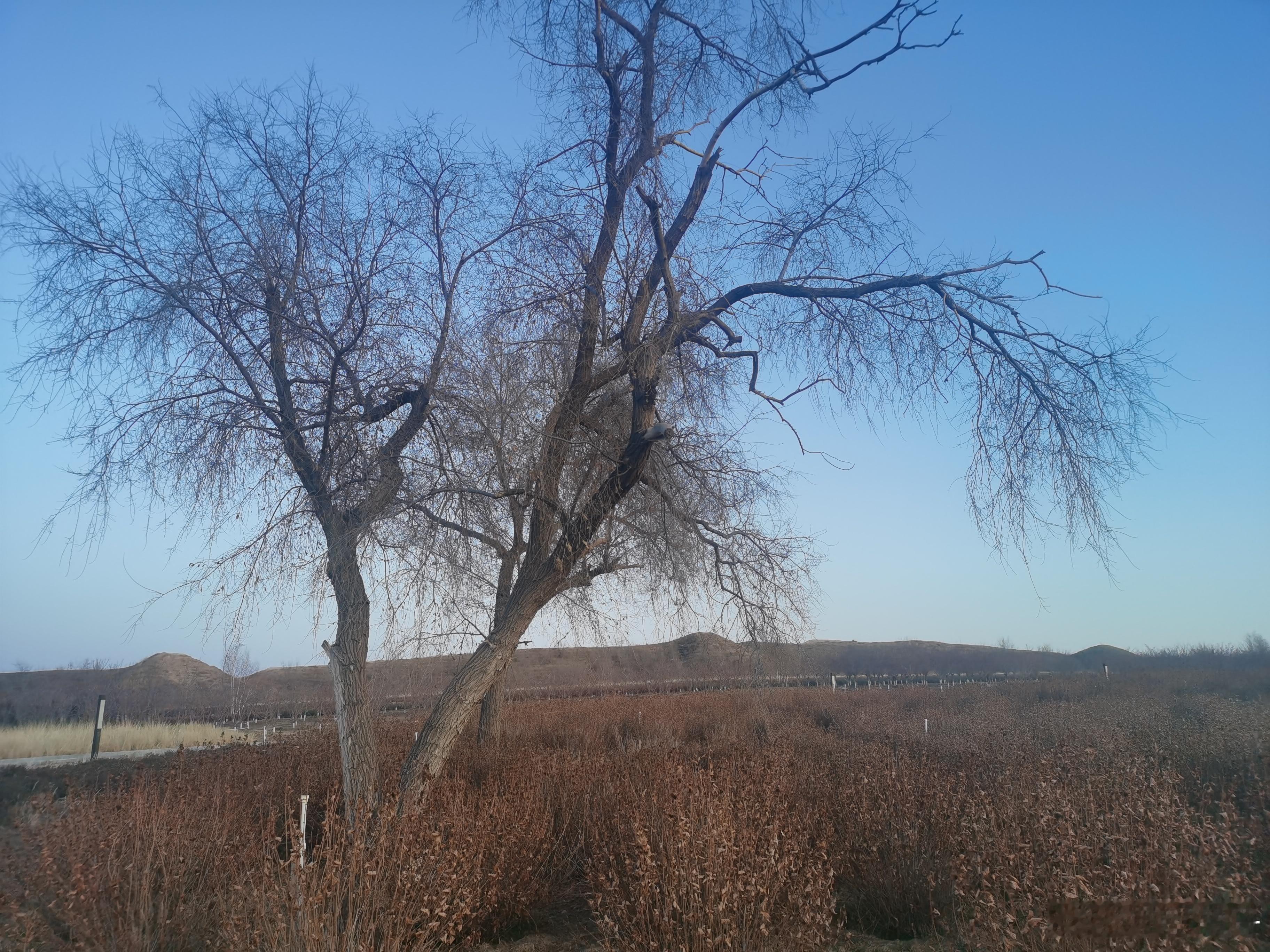 #寻美内蒙古#  千载皇都已化尘，雕盘落日泛浮云。城头老树深深忆，一岁圈出一道痕