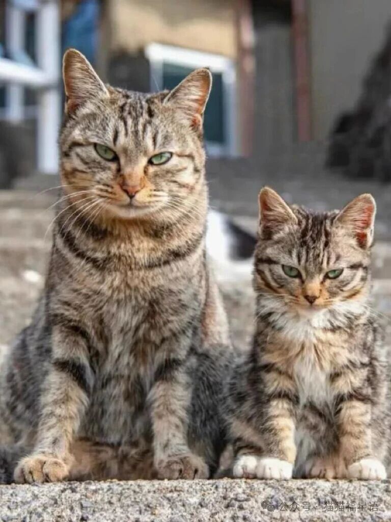 猫宁。今日多帅强弟。一日二猫，今日无外猫，上张威风凛凛的母子猫，中猫仰望。