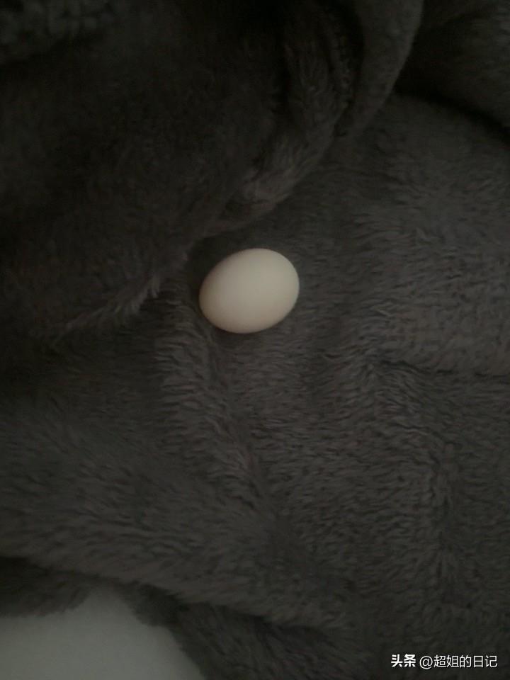 今天去看了鸟蛋，感觉温度不够，真怕孵不出来。我把电热毯调到了高温，希望有一天它能