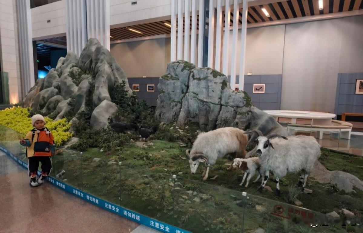 晒图笔记大赛我们这里是青藏高原，所以说牛羊还是比较多的，当然这个并不是真实的牛羊