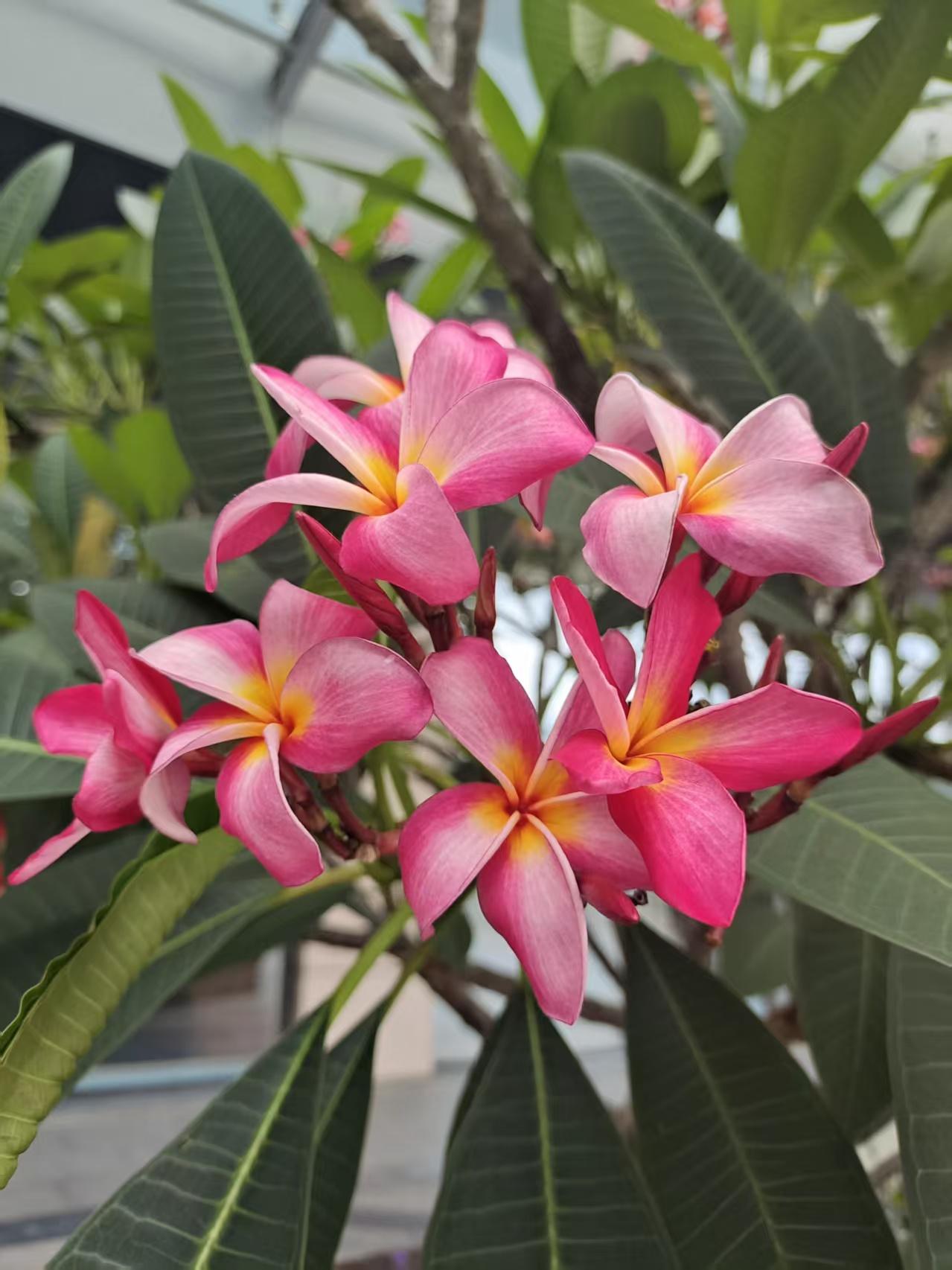晨园拾景——LaMa娟
 
晓步芳园趁曙光，繁花次第竞芬芳。
粉心鸡蛋凝轻艳，金