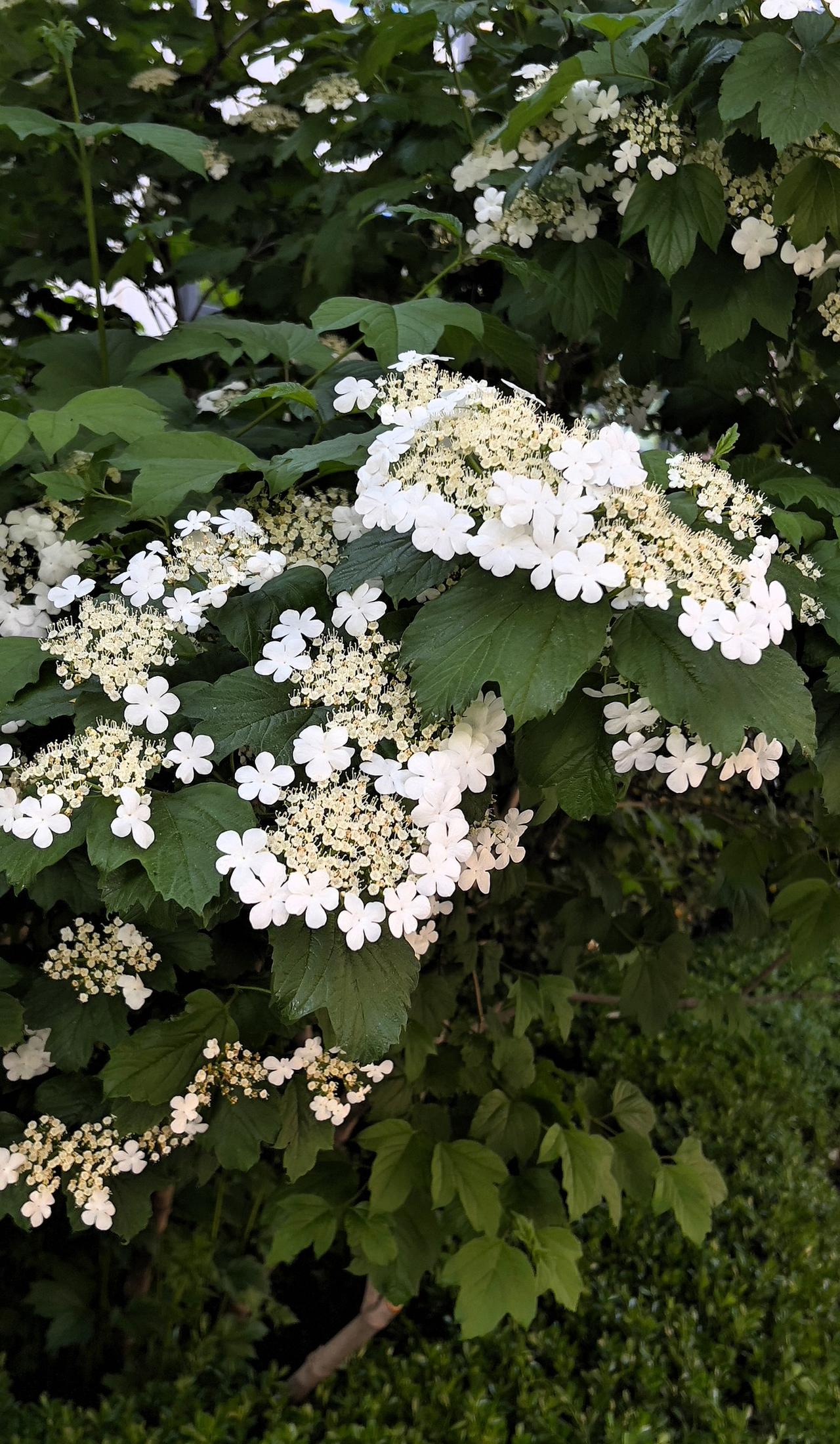 为我的真诚创作点赞！这是我在闺女家小区里拍摄到的白色花朵，查看了一下，白色花朵叫