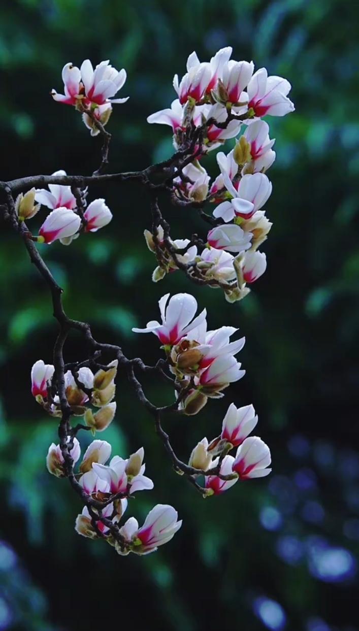 正是玉兰花盛开的季节，走起一起去赏花去！萌娃音乐音乐分享