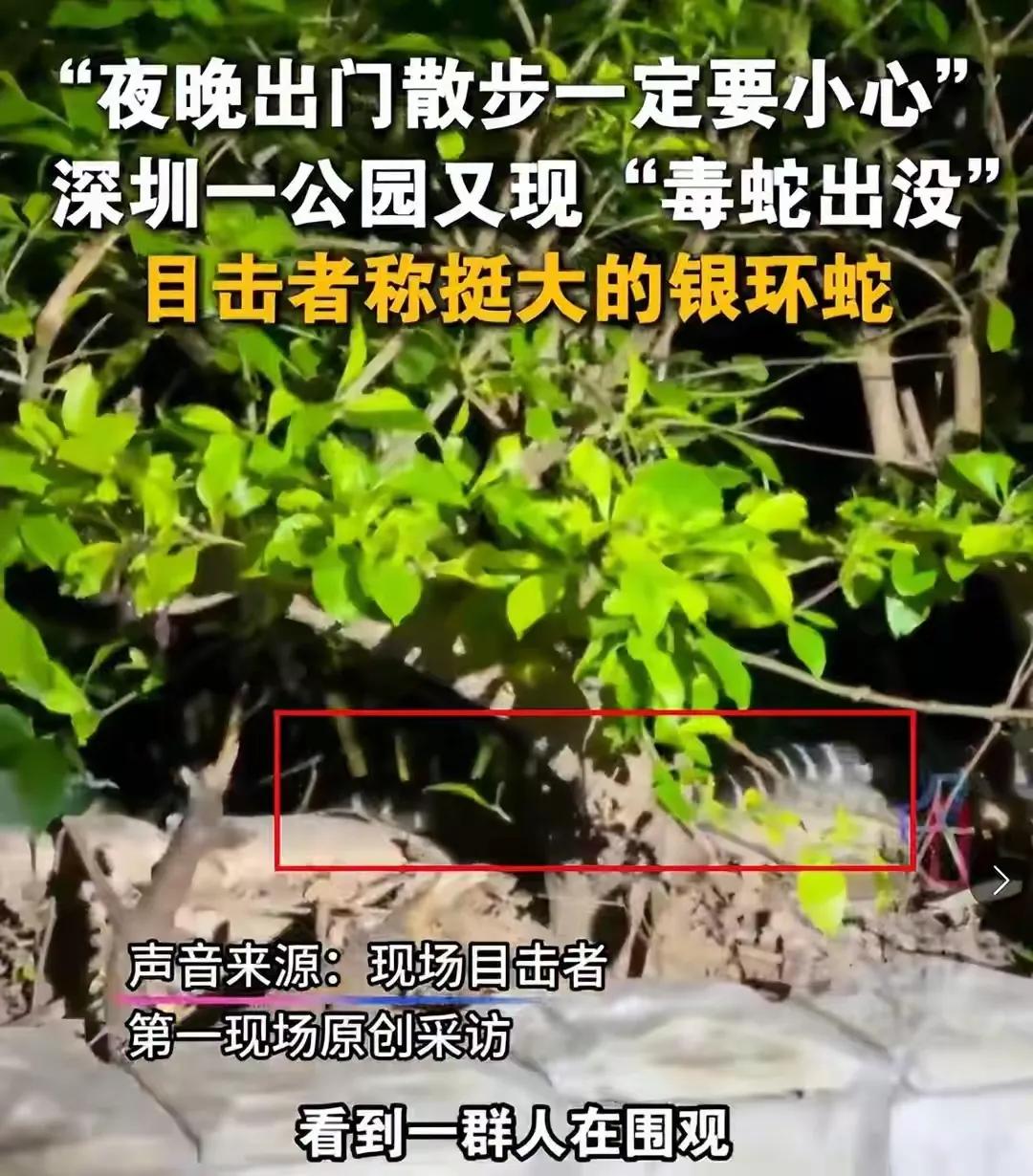 害怕！深圳翠竹公园发现银环蛇，深圳市民要当心了。

这个公园是在市区，按理说市区