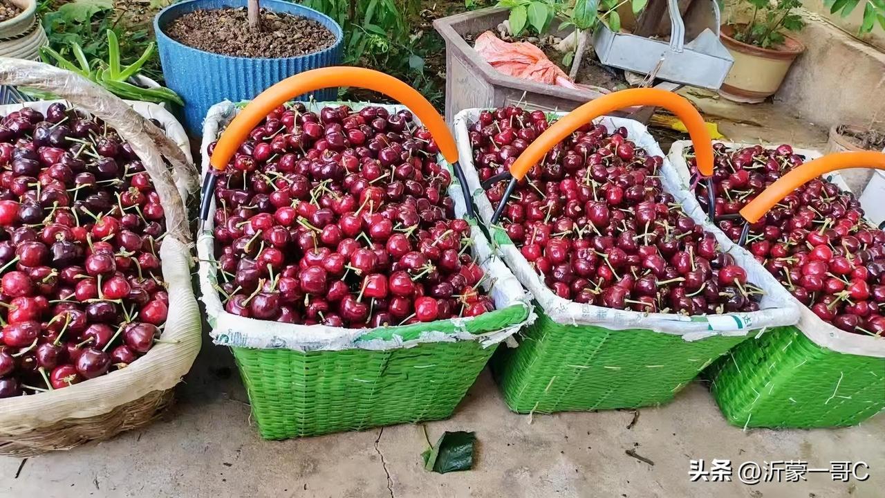 谁能拒绝一颗爆汁樱桃啊🍒
 
真的太爱樱桃了！
红得透亮，看着就诱人，咬下去脆
