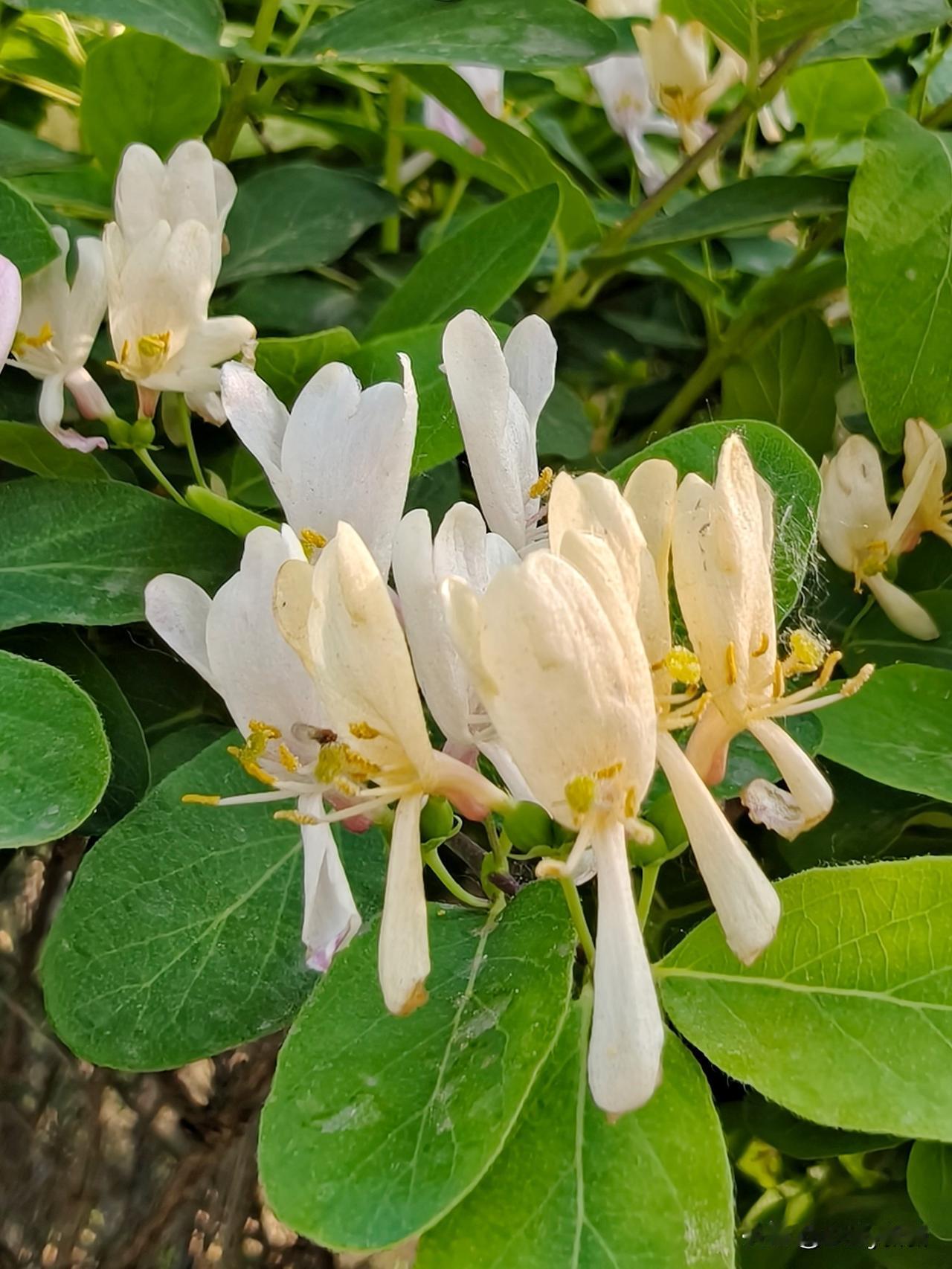 羊叶忍冬，叶藏温润，花凝清芳。柔枝舒卷间，翠叶叠成诗，素蕊轻绽时，喑香绕枝头。不