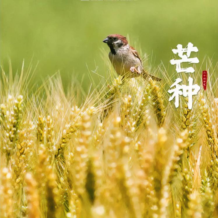今天芒种节气，
田间忙着收麦插秧。

江南阴雨连绵，
荷绽蛙鸣，
鲜果青梅陆续上