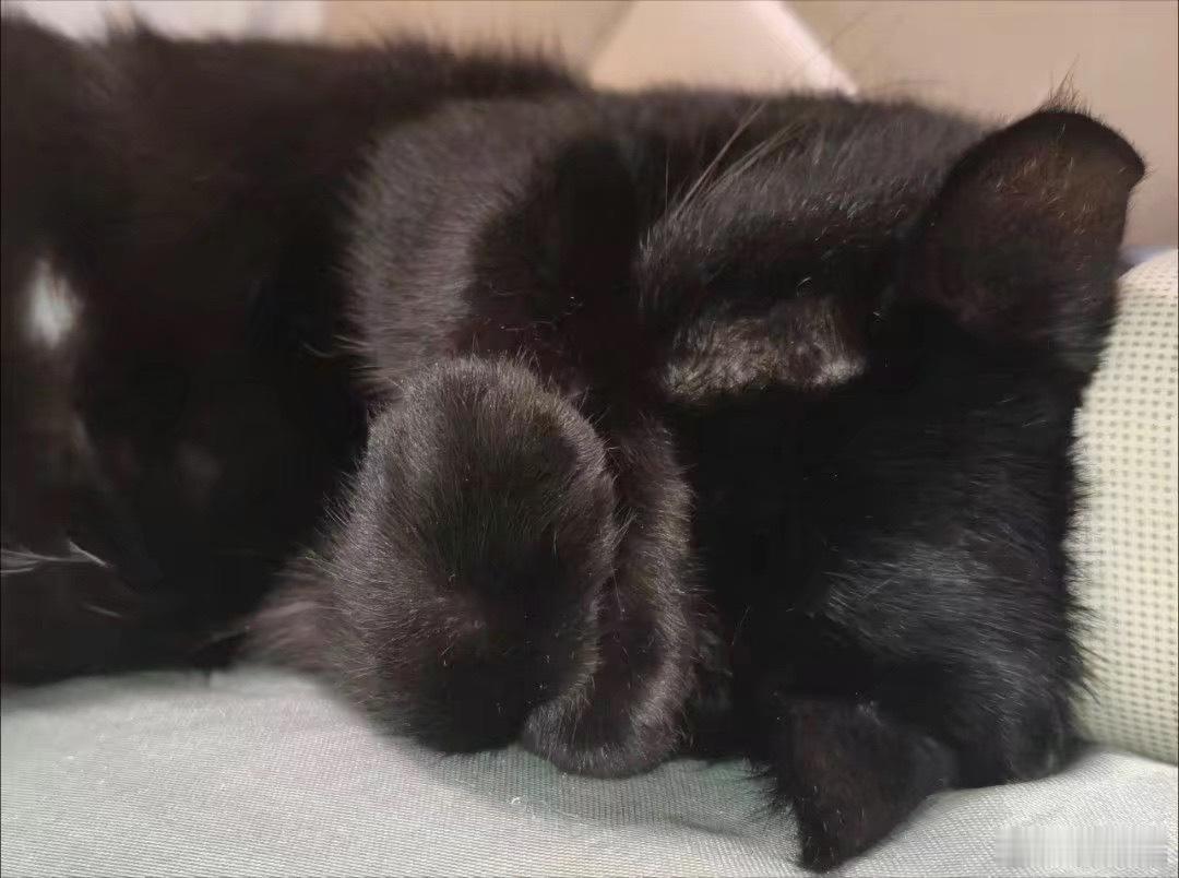 猫怎么捂着脸睡 