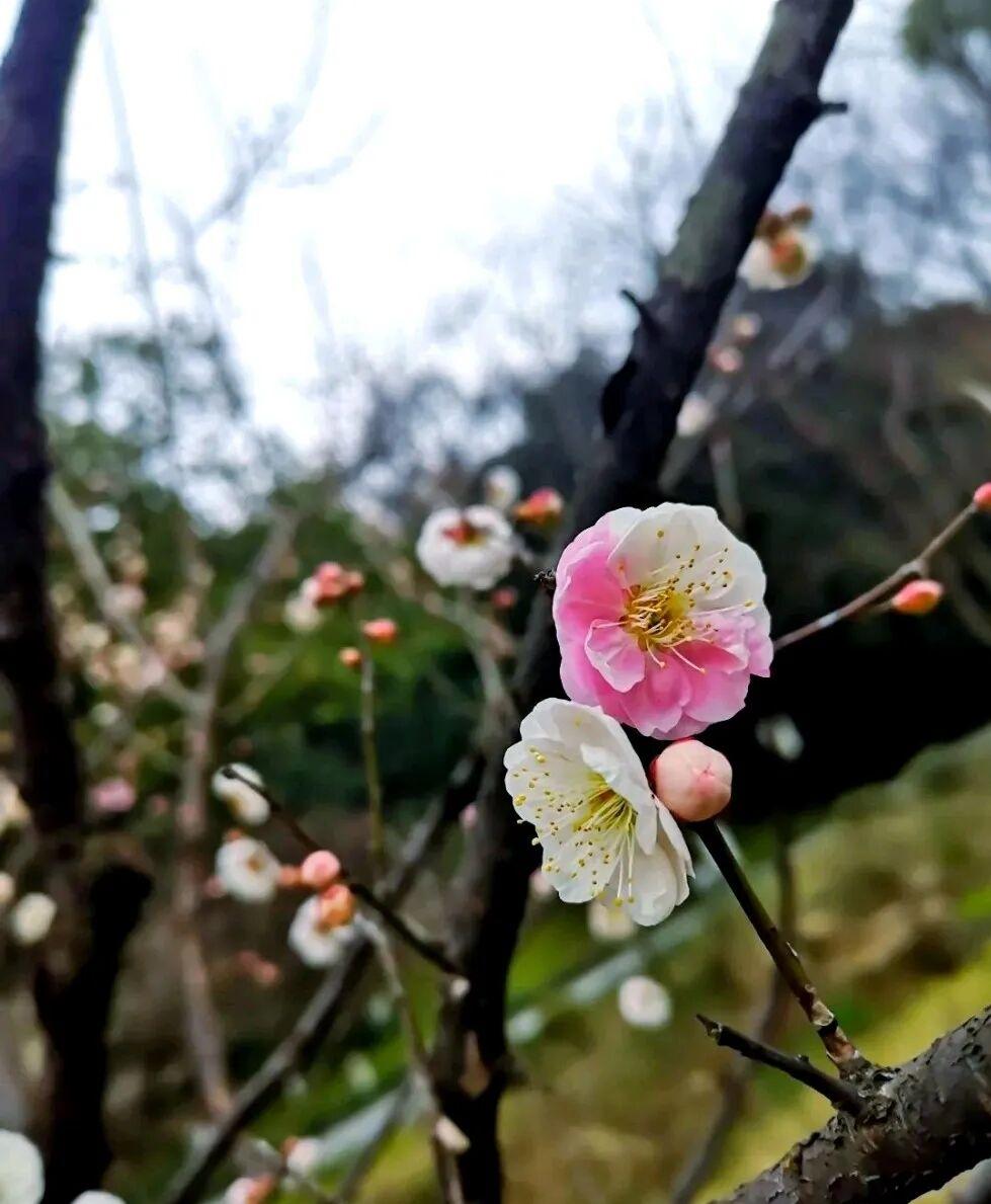 今年冬天的不同这个的寒冷冬天仍然没过去，到周末据说又有雪了，又到零下5度了今冬的
