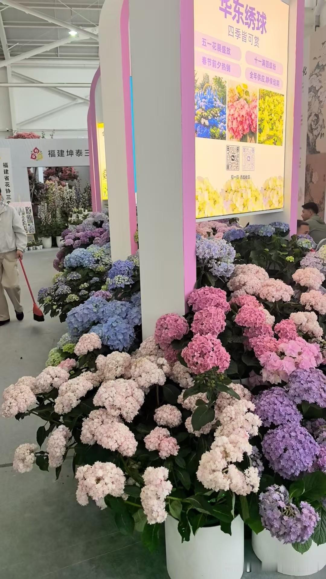 绣球花是常见的观赏灌木，以其硕大、饱满的球形花序闻名。其小花密集聚拢，形似古代绣