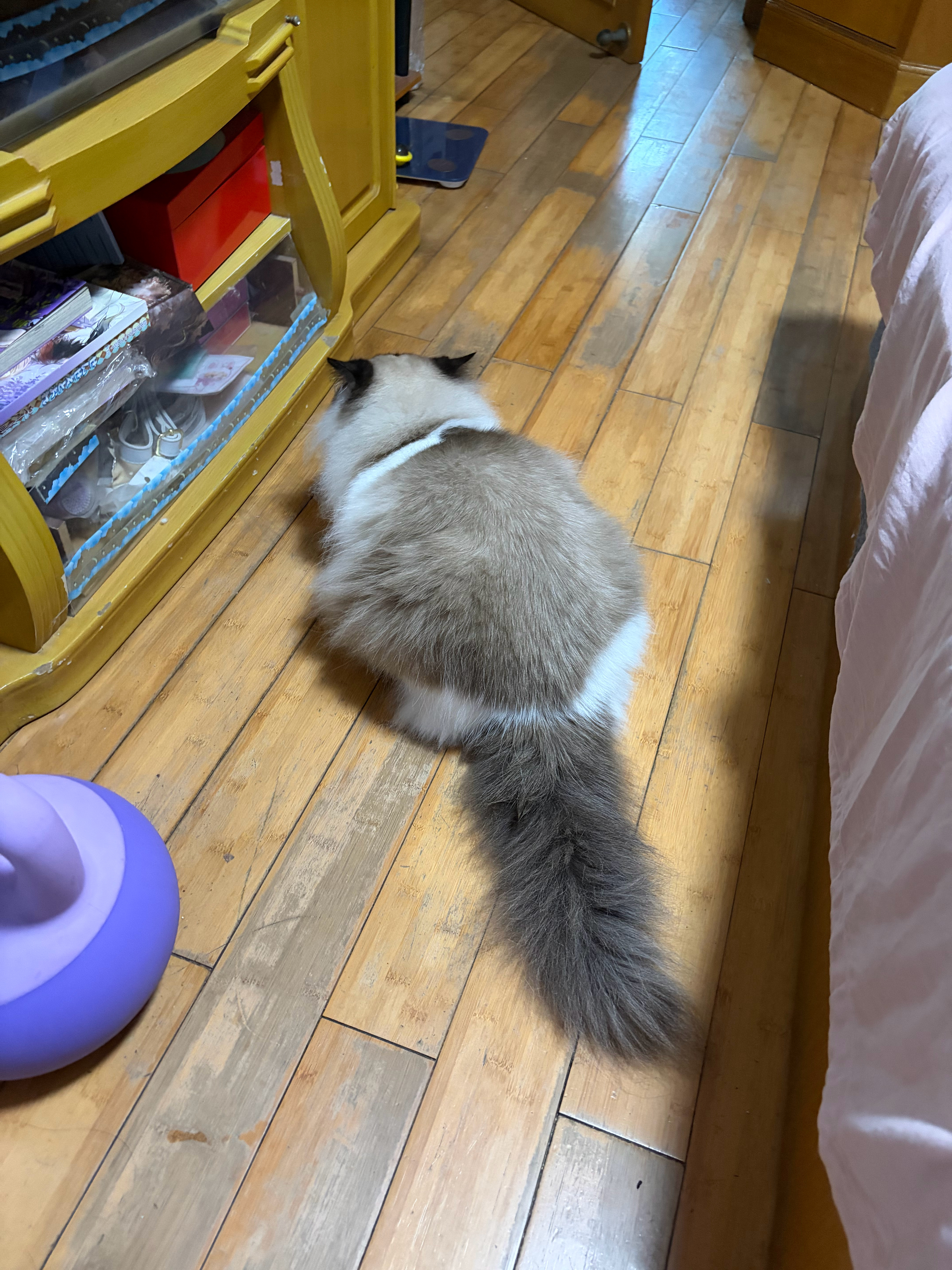 因为不给我家猫吃零食他就背对我趴成薄薄一片生胖气 