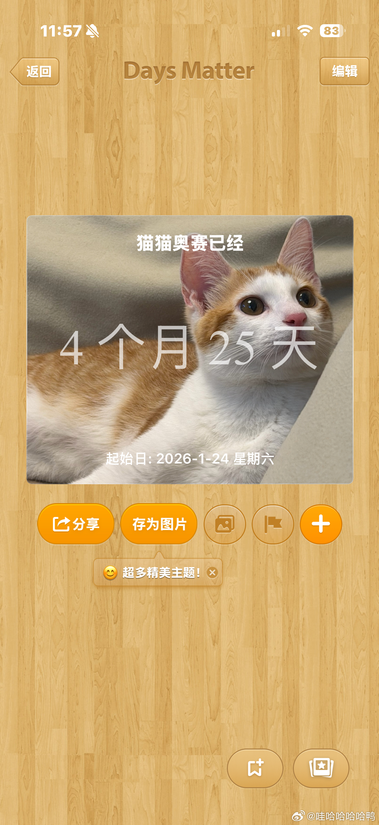 不能没有小猫And!昨天买到报恩榴莲 