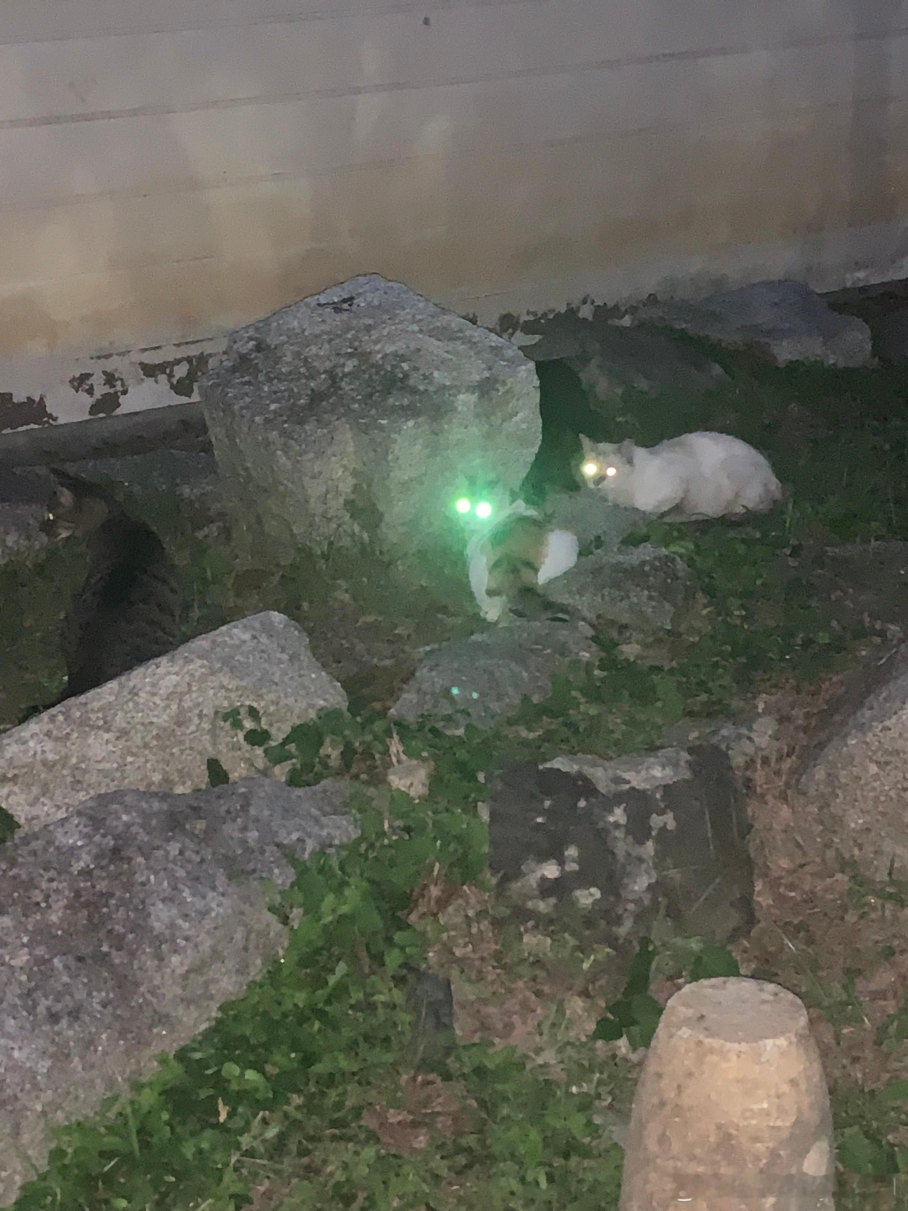 八坂神社门口拍的。看到了九只猫，好多猫。最好笑的一张↓今天含猫量超多，伏见稻荷特